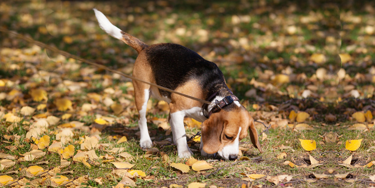 Schnüffelkurse für Familienhunde lasten den Hund auf spielerische Weise aus