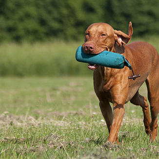 Jagdhundeausbildung zum brauchenbaren Jagdhund