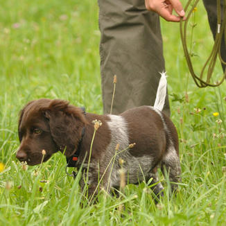 Ausbildung des jungen Jagdhundes