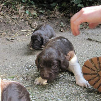 Welpen entdecken ihre Welt, Bonner Hundeschule am Rolandsbogen