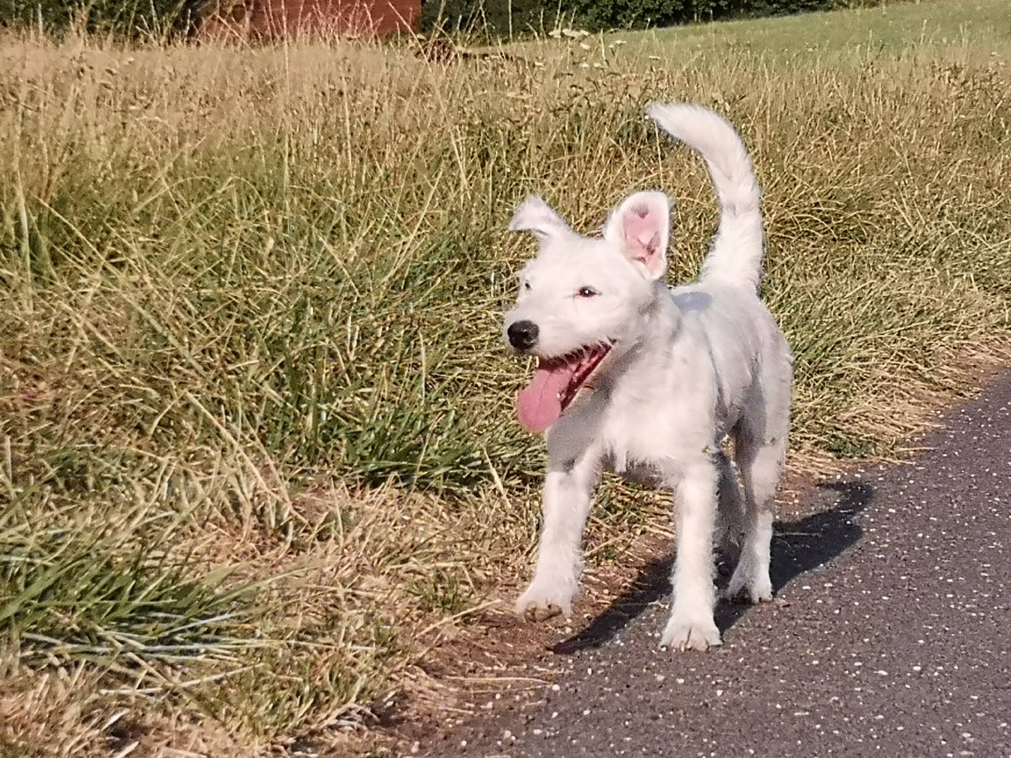 Hund erziehen Bonn