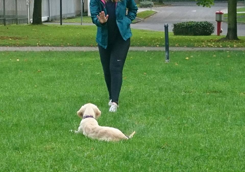 Gehorsam lernen in der Bonner Hundeschule am Rolandsbogen