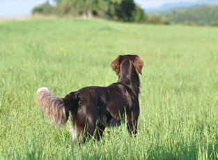 Ausbildung für Jagdhunde Bonn