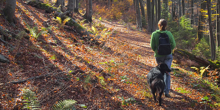 Anti-Jagd-Training Hundeschule Bonn