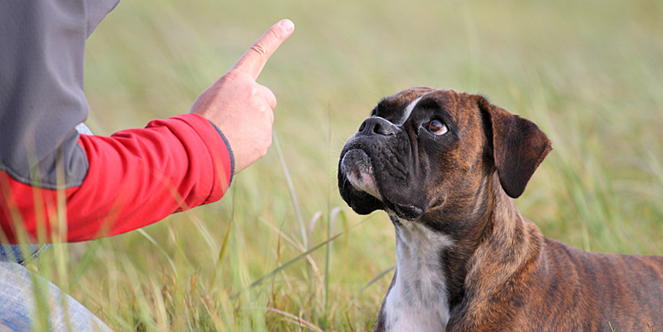 Familienhund Einzeltraining