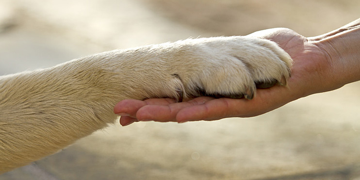 Individueller Unterricht: Einzeltraining für Sie und Ihren Hund bei der Hundeschule am Rolandsbogen Bonn