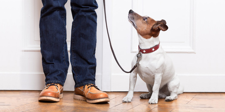 Hundeschule in Bonn für Familienhund: So bilden wir mit Ihnen Ihren Hund aus