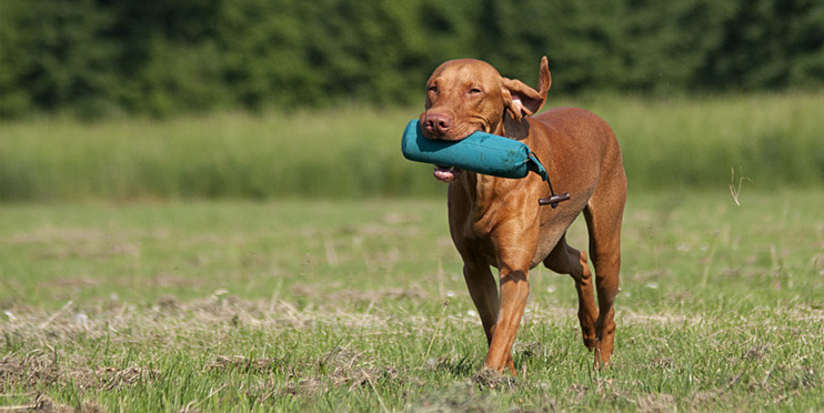 Jagdhundeausbildung zum brauchenbaren Jagdhund