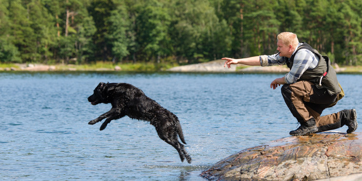 Jagdhund bei der Wasserarbeit