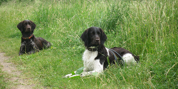 Den Jagdhund ausbilden im Kursprogramm: So bilden wir mit Ihnen Ihren Jagdhund aus