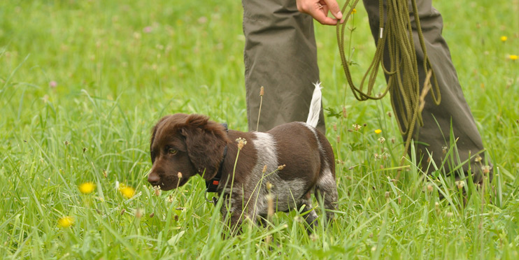 Ausbildung des jungen Jagdhundes