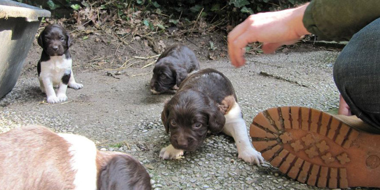 Welpen entdecken ihre Welt, Bonner Hundeschule am Rolandsbogen