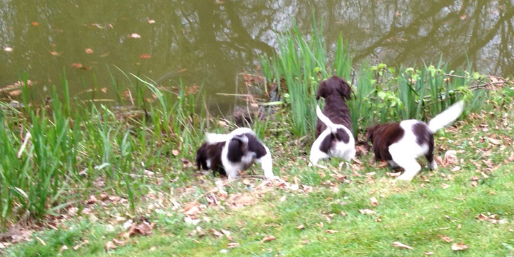 Welpen am Wasser, Bonner Hundeschule am Rolandsbogen